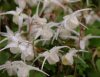 Show product details for Epimedium grandiflorum higoense - speckled form